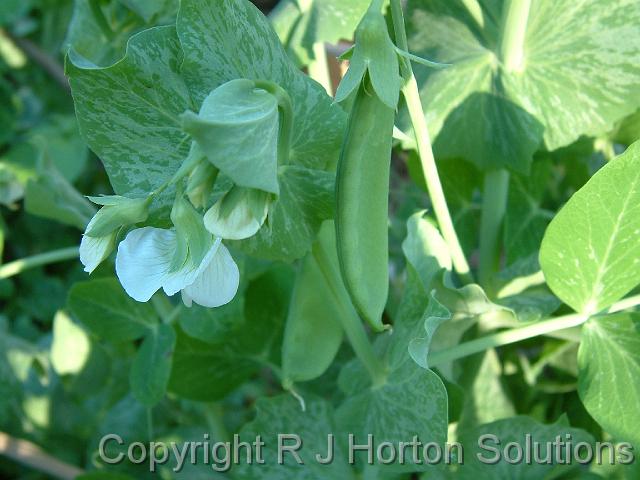 Snow peas